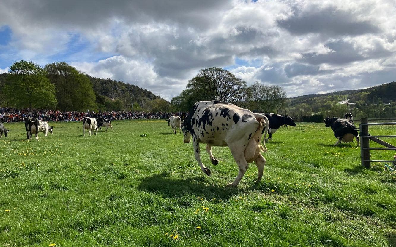 Kor på Kåhögs Gård