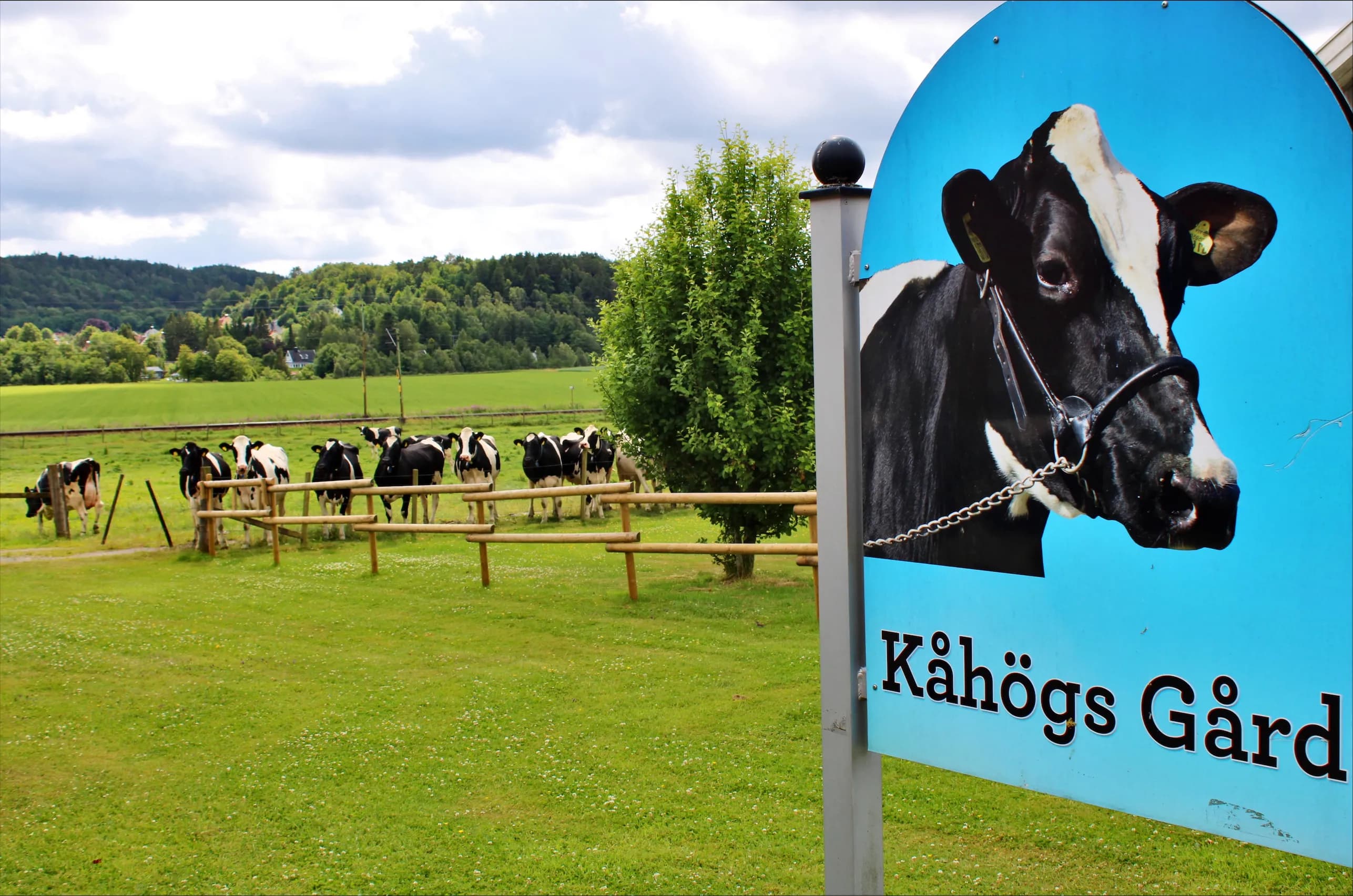 Kor på Kåhögs Gård