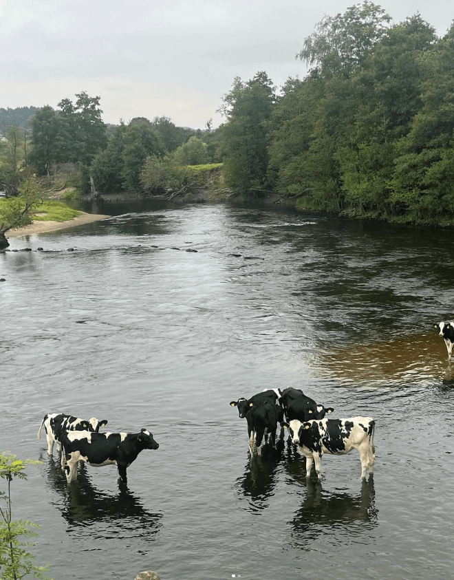 Kor på Kåhögs Gård